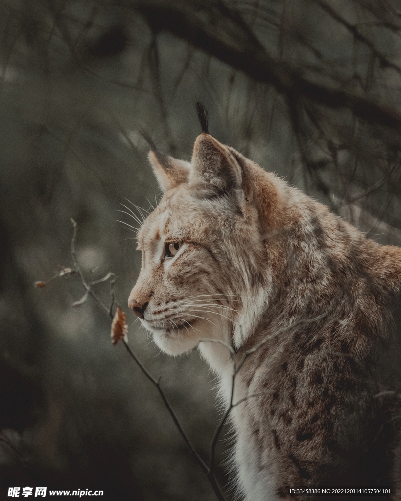 猞猁