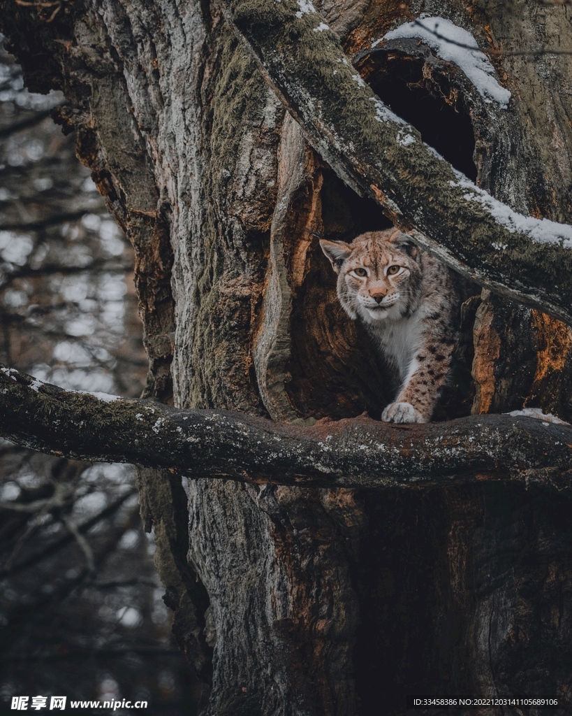 猞猁