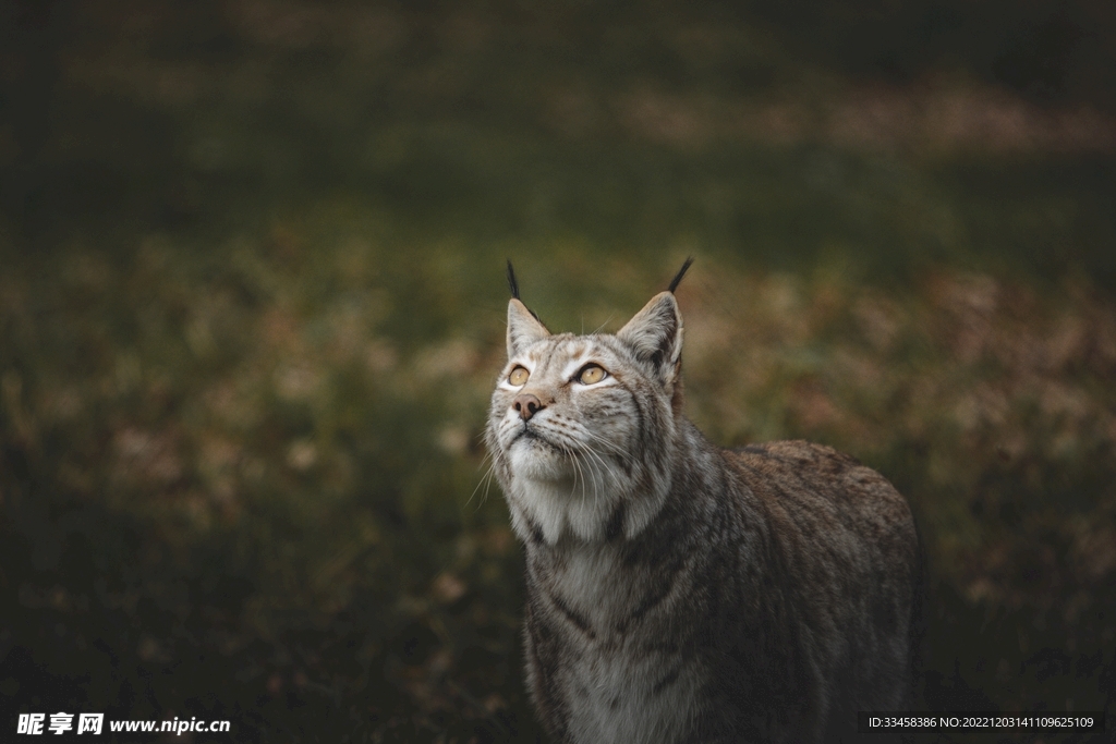 猞猁