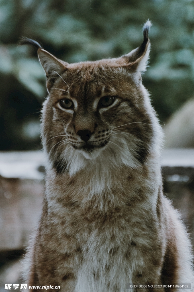 猞猁