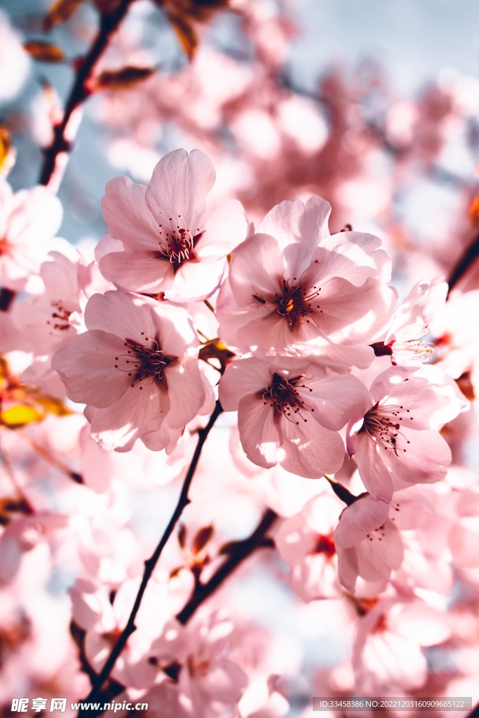 桃花