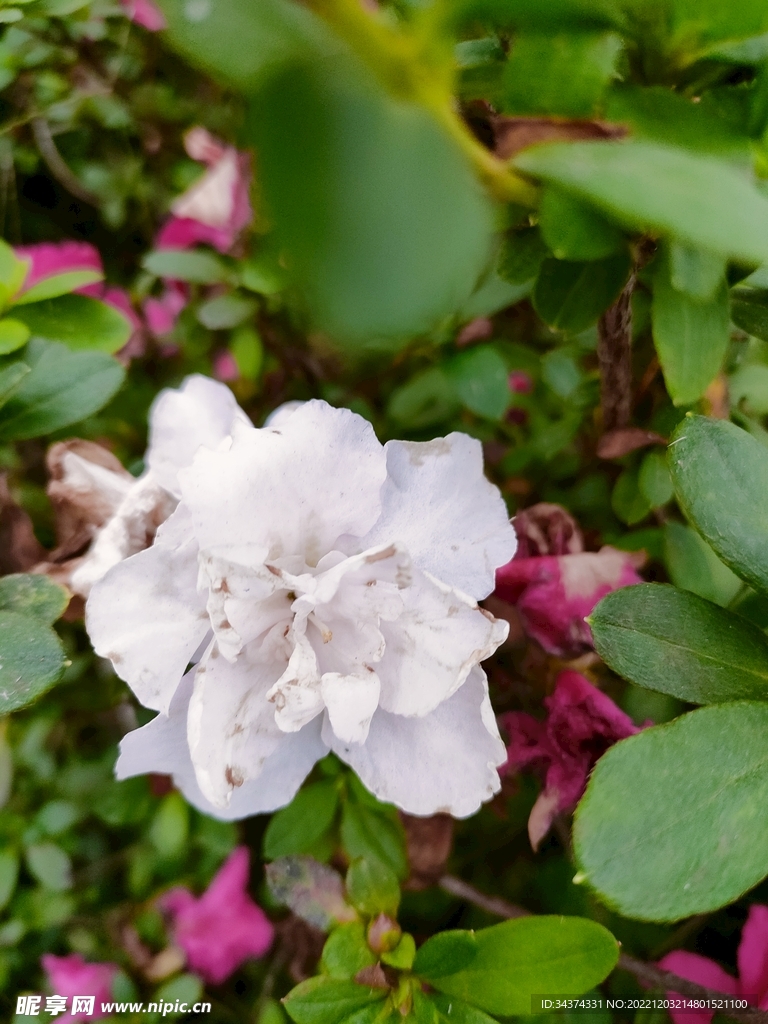 花