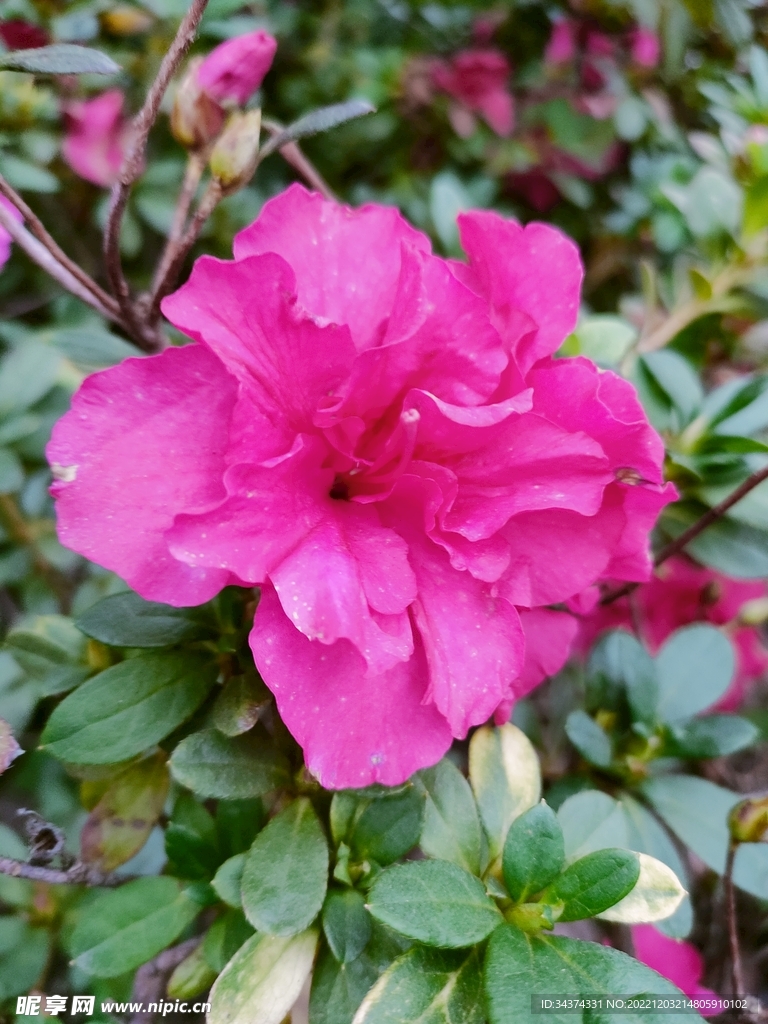 花