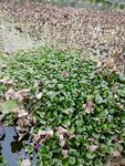 水葫芦