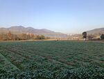 田野
