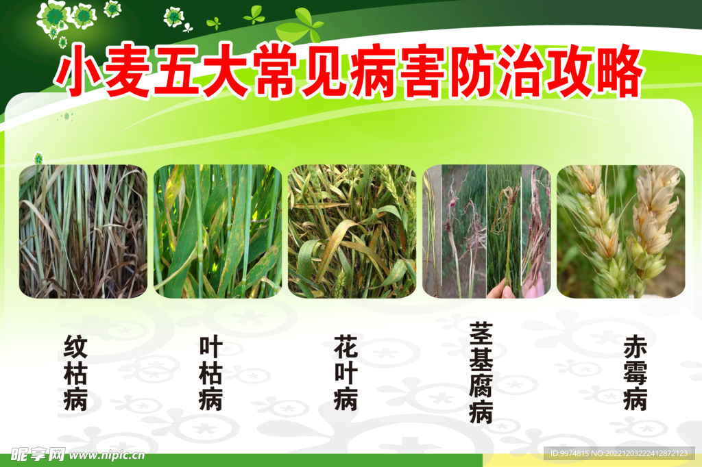 小麦五大常见病害防治攻略