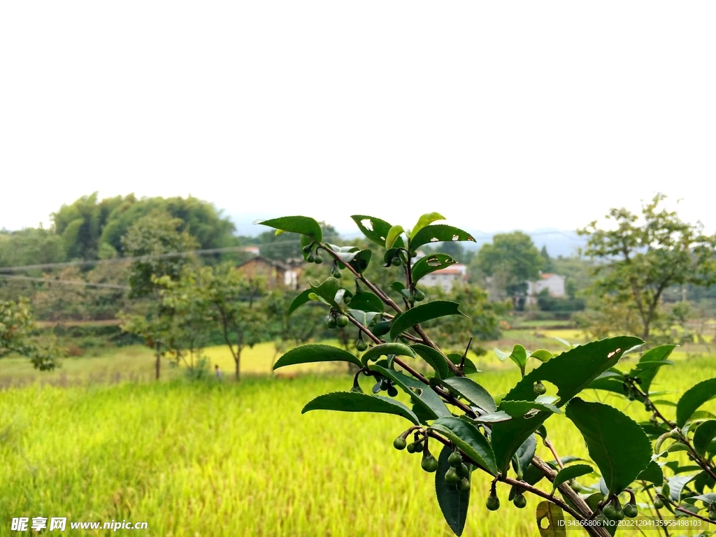 稻田稻子山景绿植乡村