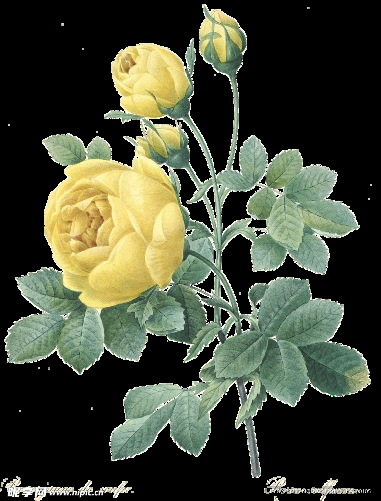 月季花