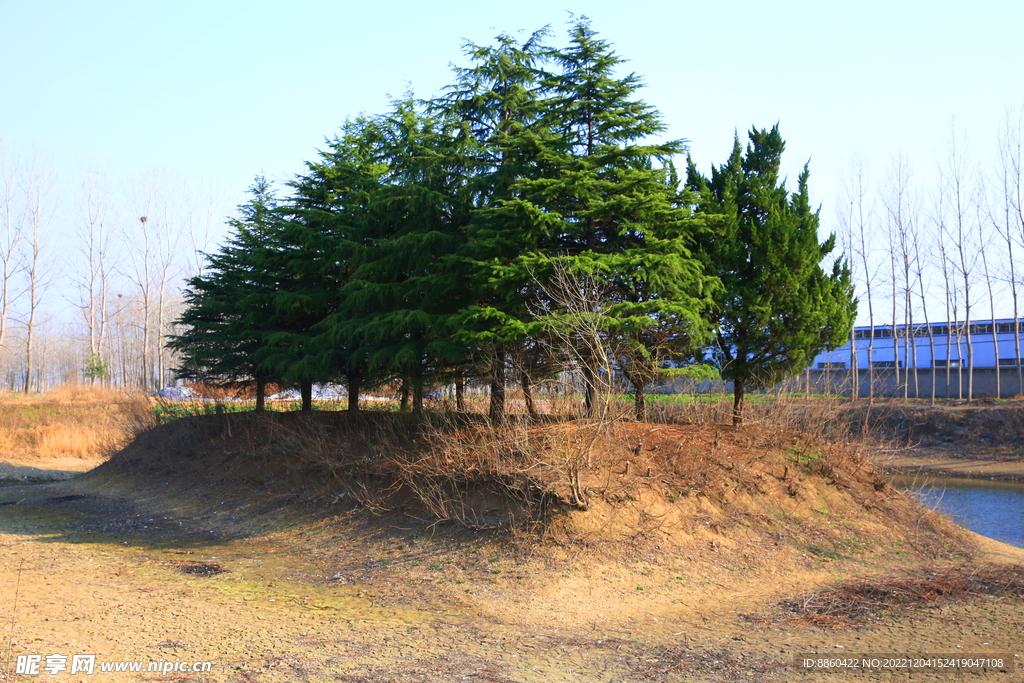 青天松树