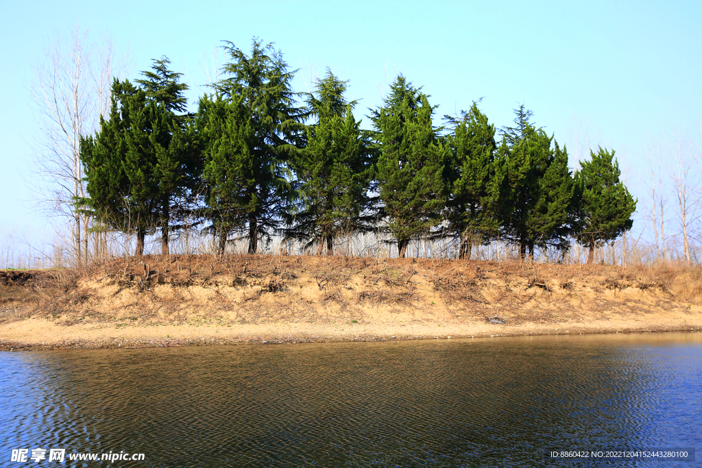 河滩松树