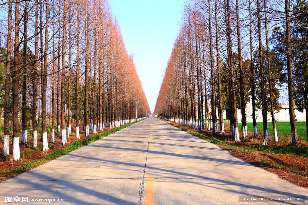 路边水杉树