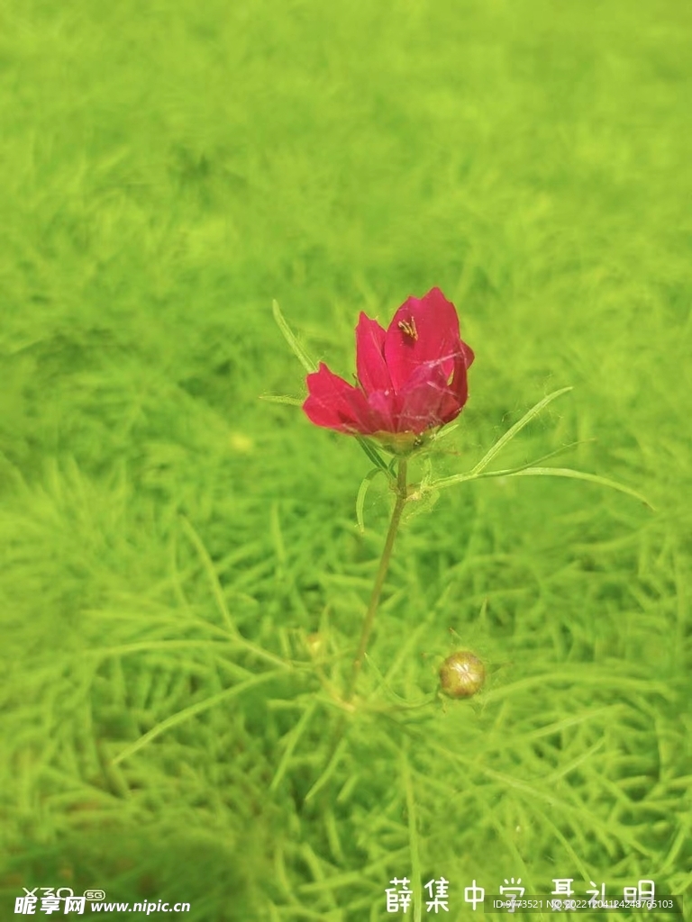 花