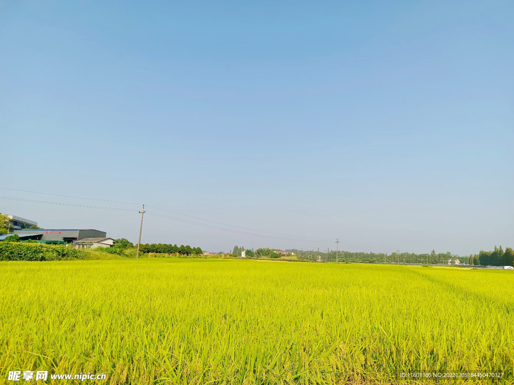 稻田