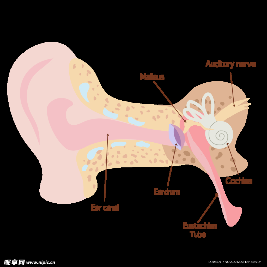 人耳医学解剖元素