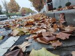 落叶 黄叶