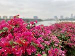 南宁市花三角梅
