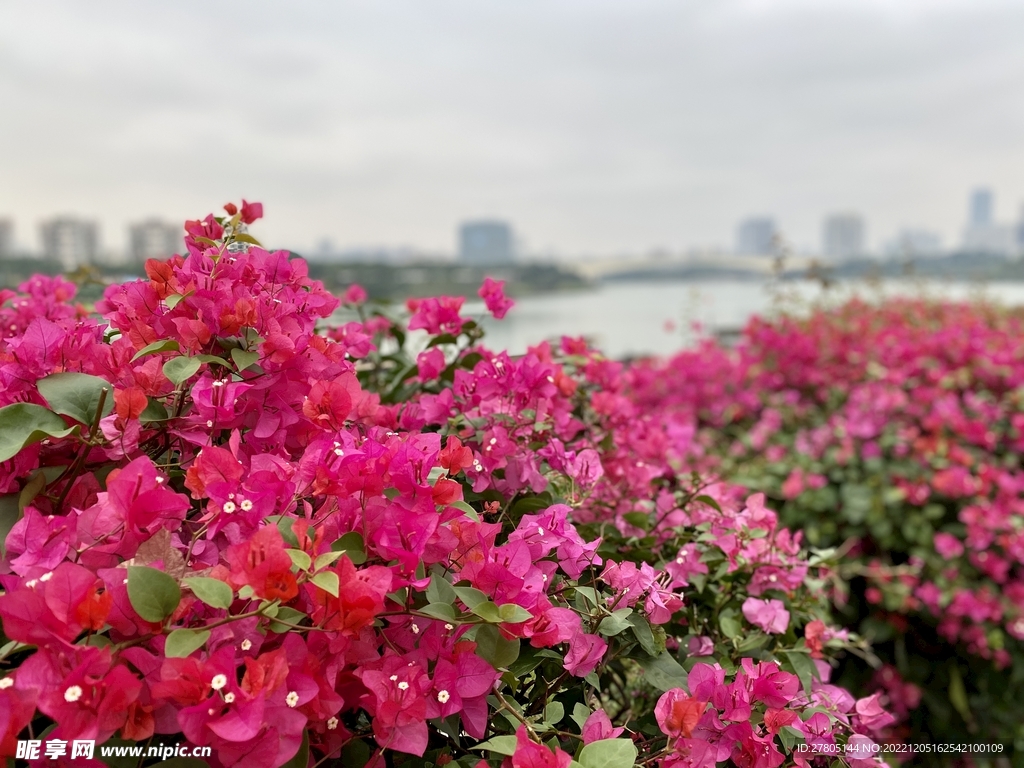 南宁市花三角梅