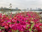 南宁市花三角梅