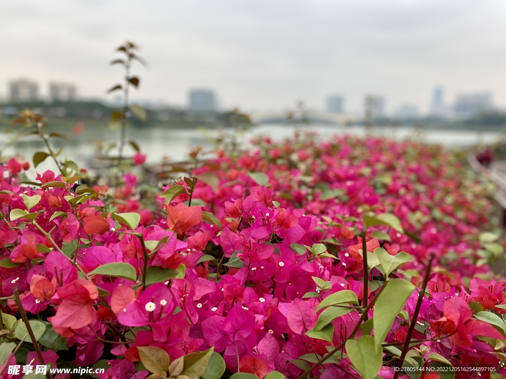 南宁市花三角梅