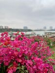 三角梅 叶子花