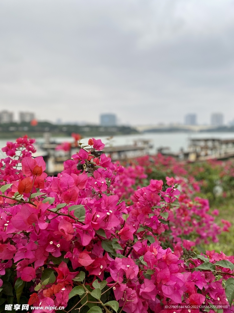 三角梅 叶子花