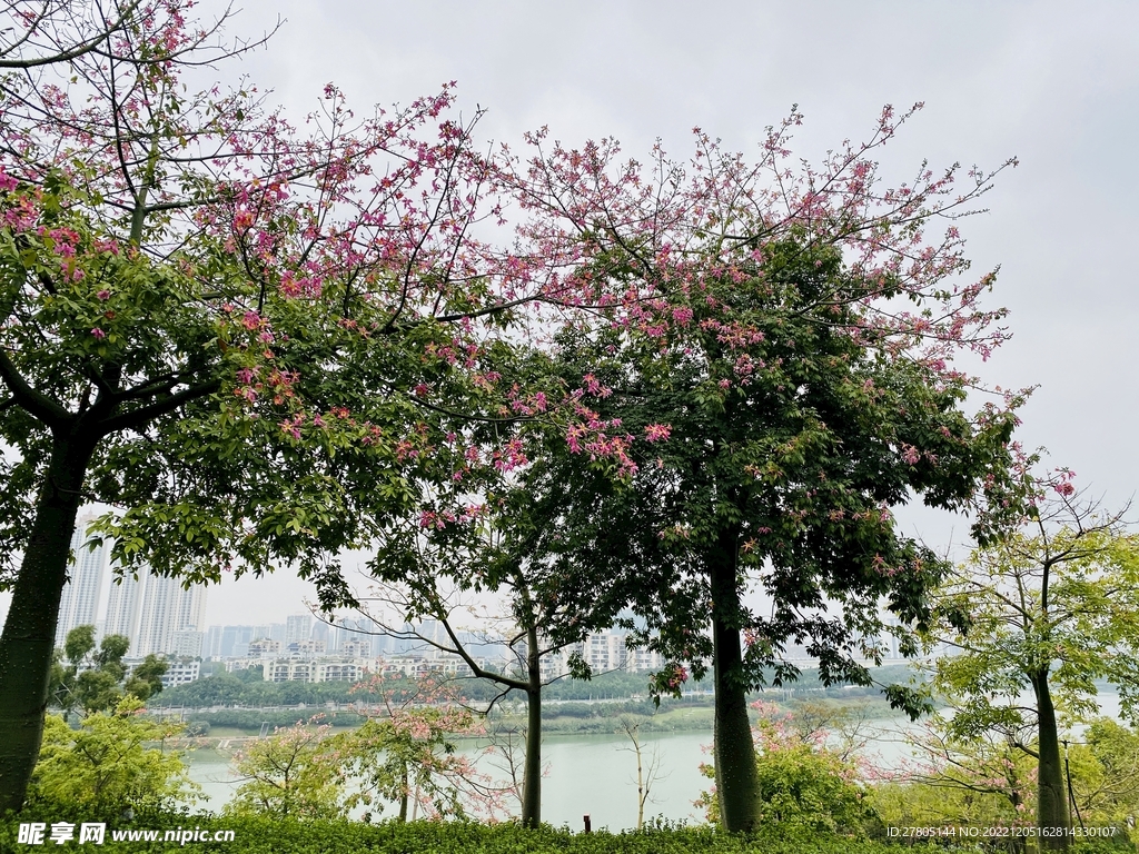 江边风景木棉花