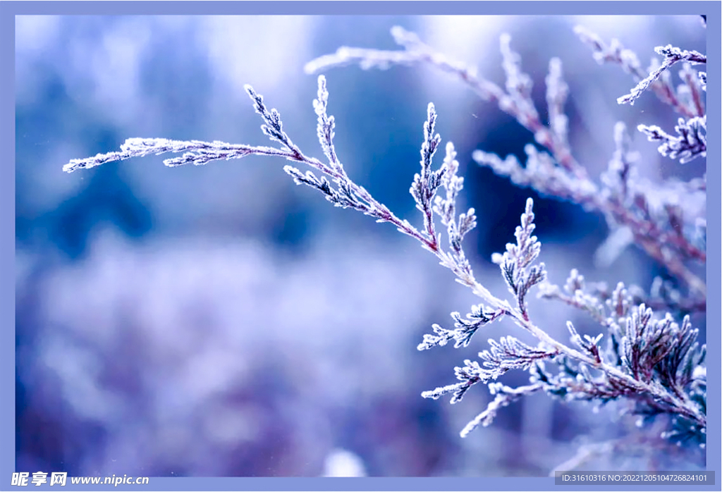 冬季雪景