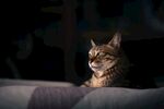 猫咪