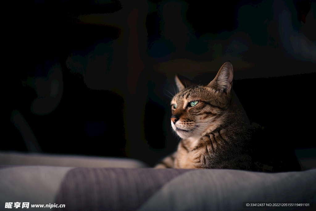 猫咪