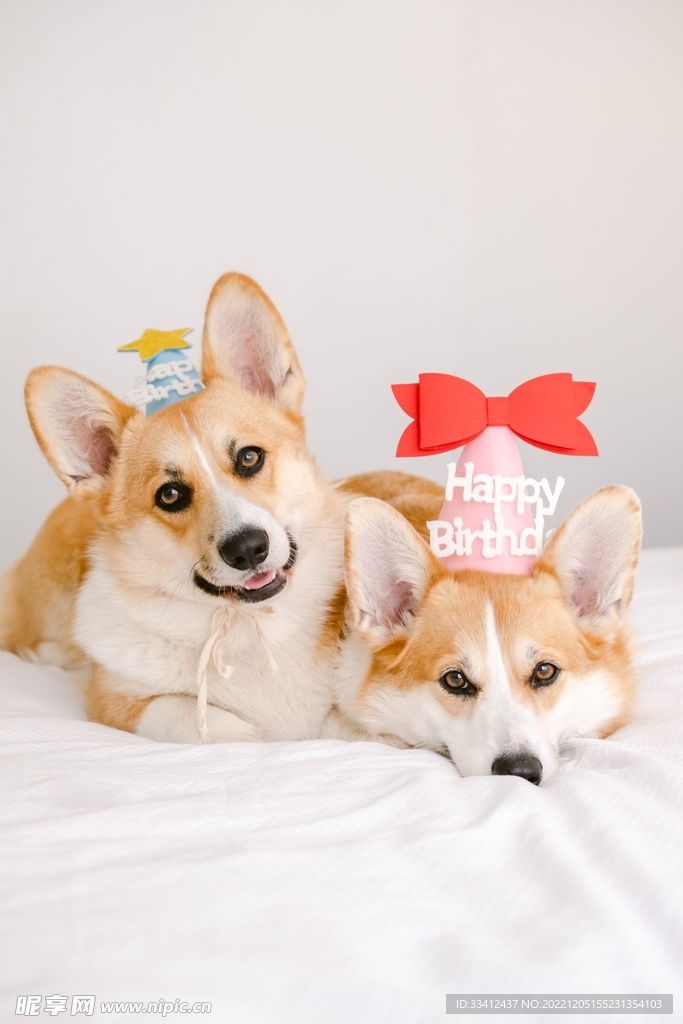 狗