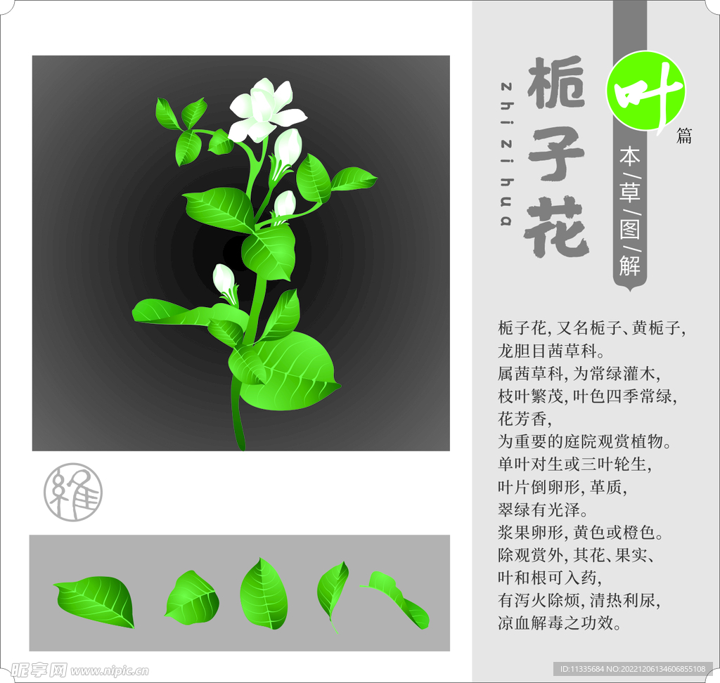 栀子花