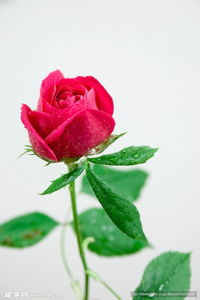 月季花