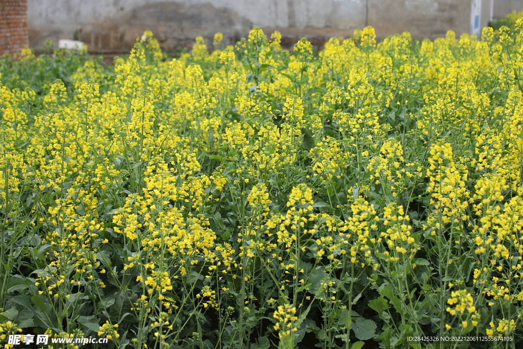 油菜花