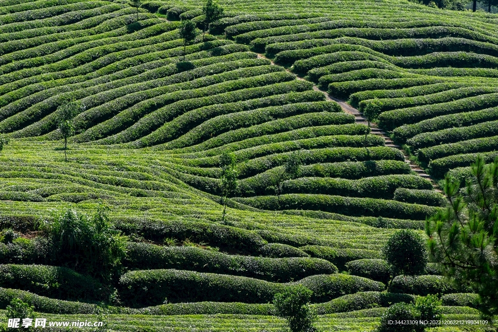 田野自然茶田图