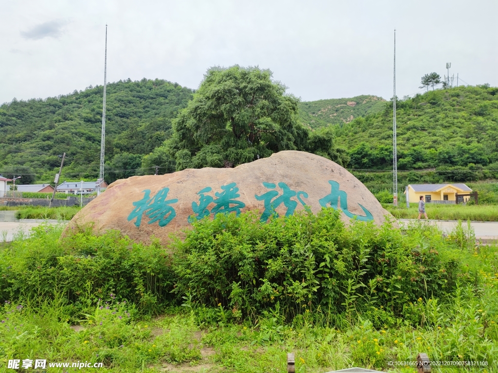 九龙蟠杨