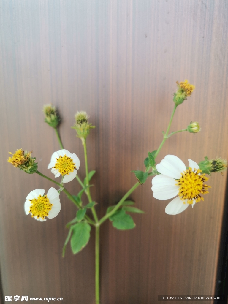 花开