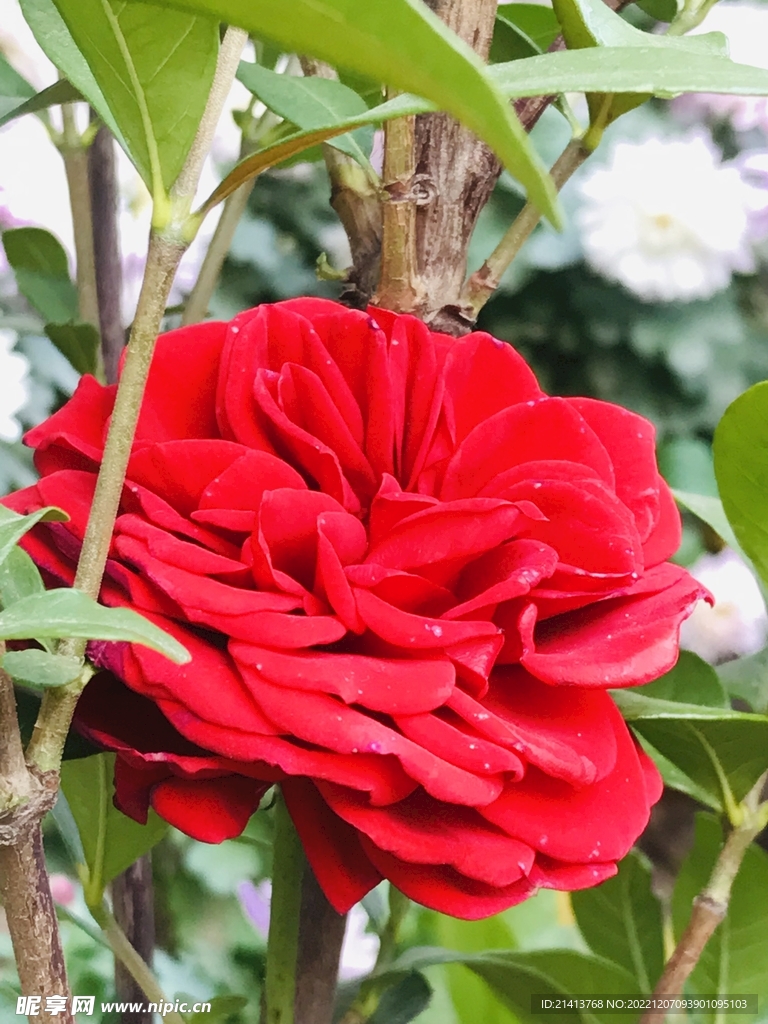 茶花 