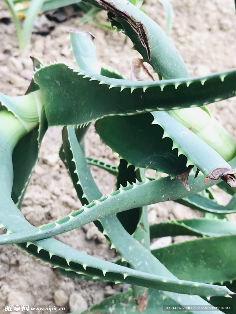 清新绿植多肉 