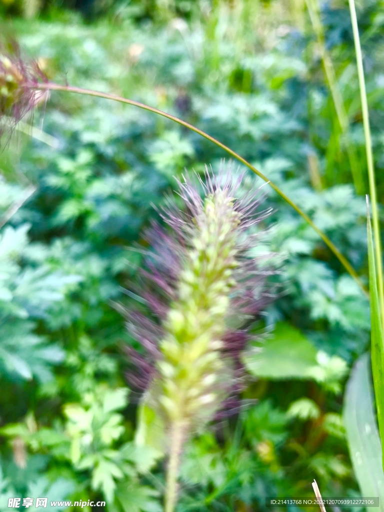 野草狗尾草