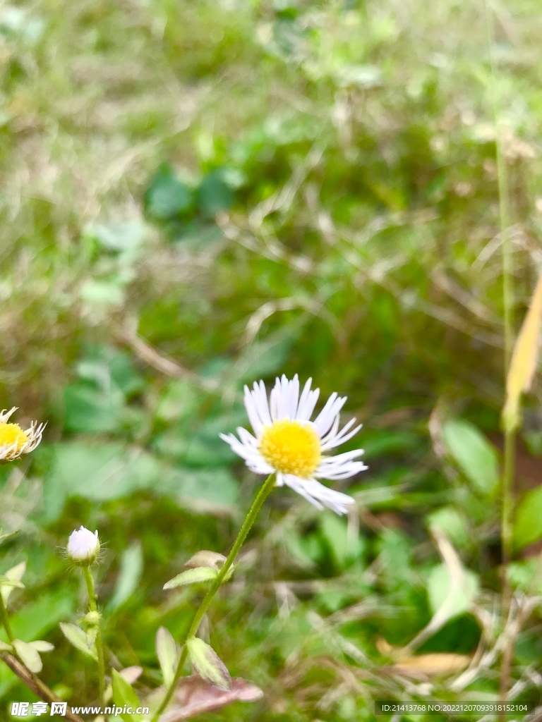 小雏菊菊花 