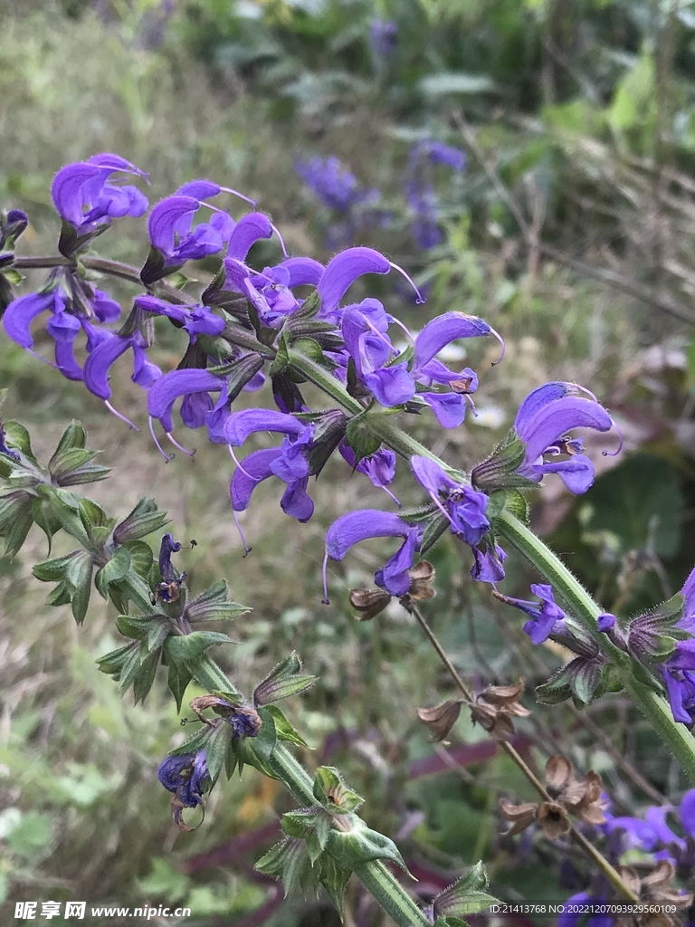 紫色花朵黄芩 