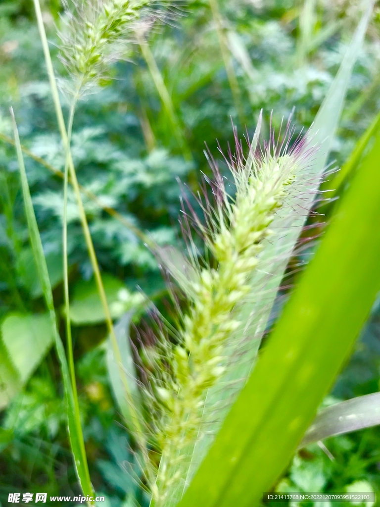 野草狗尾草 