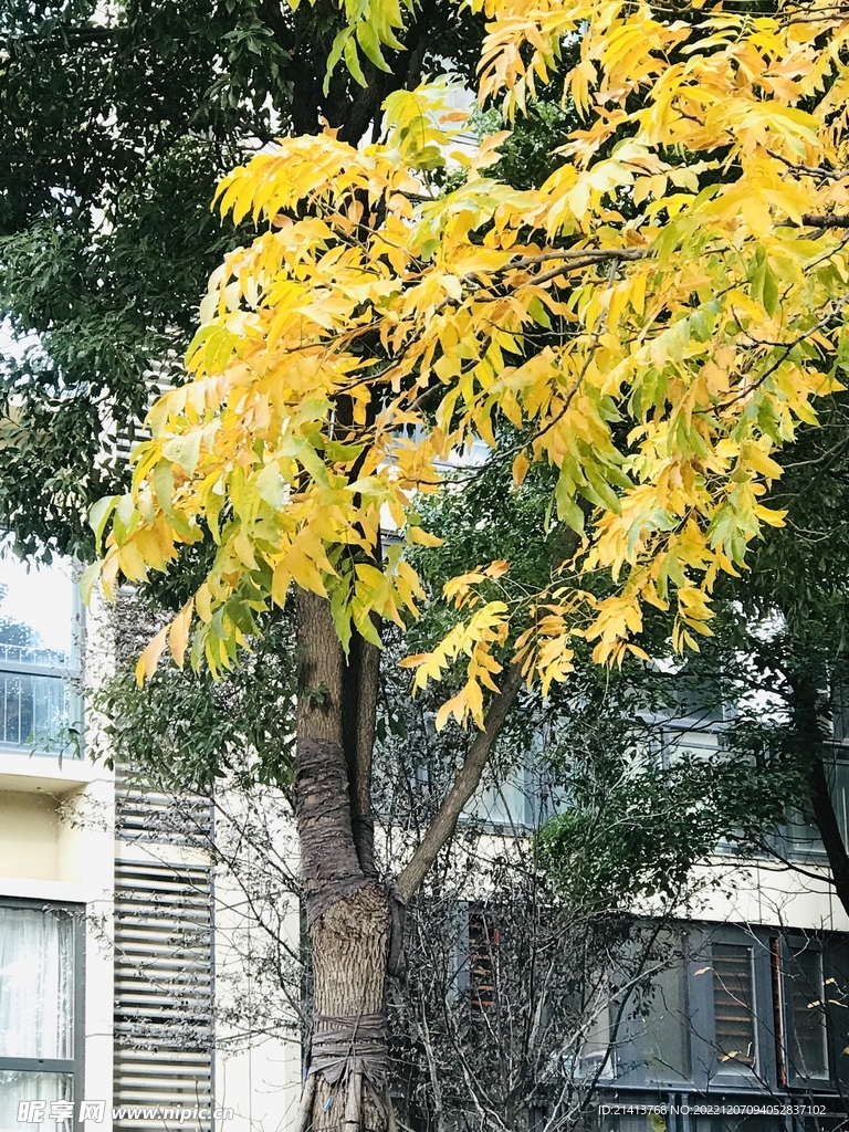 金黄树叶秋叶 
