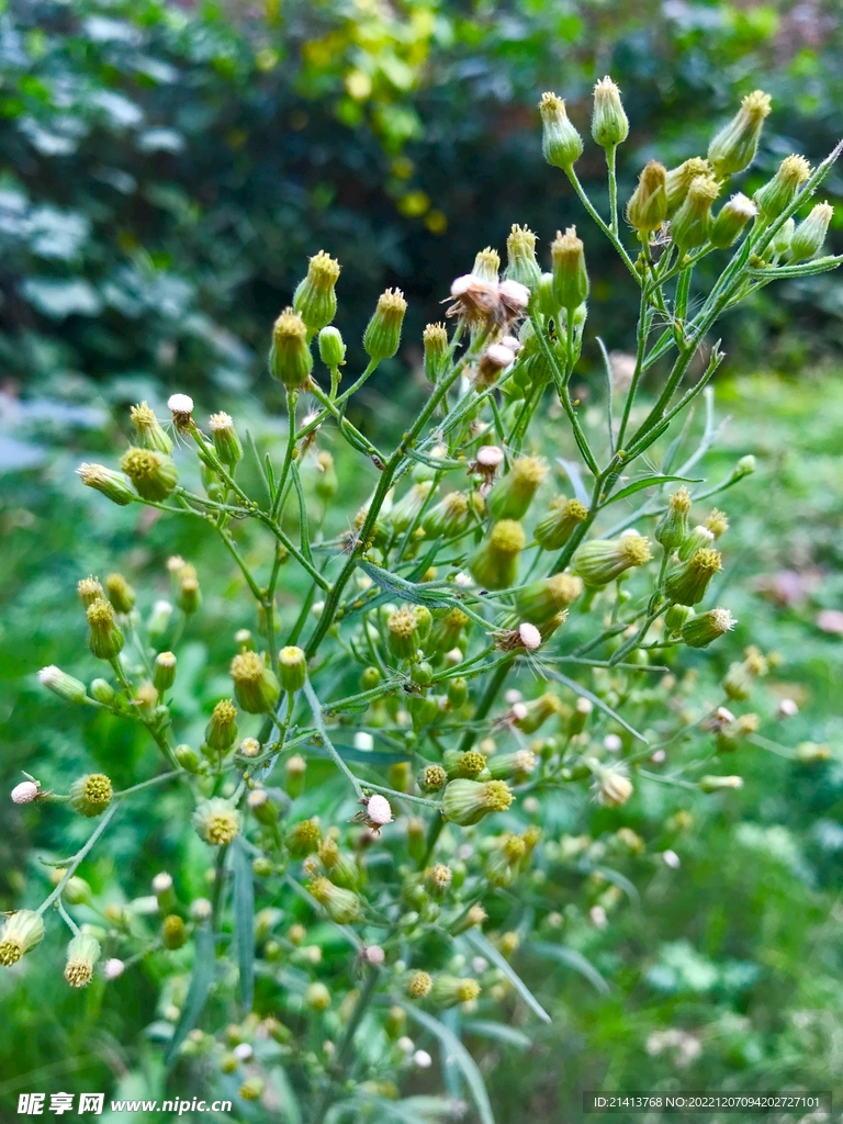 清新绿植绿叶 