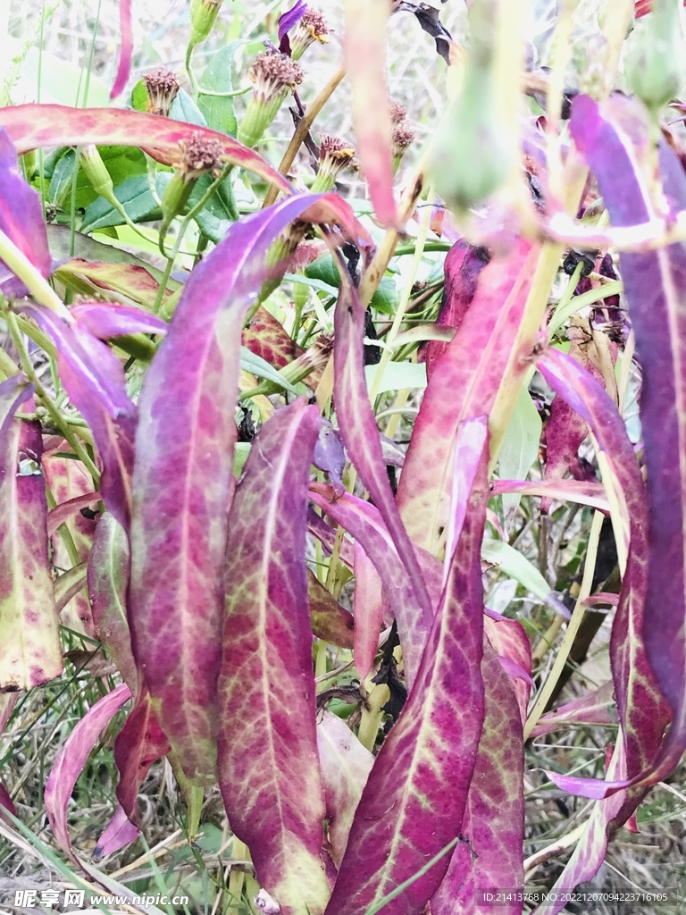 清新绿植多肉