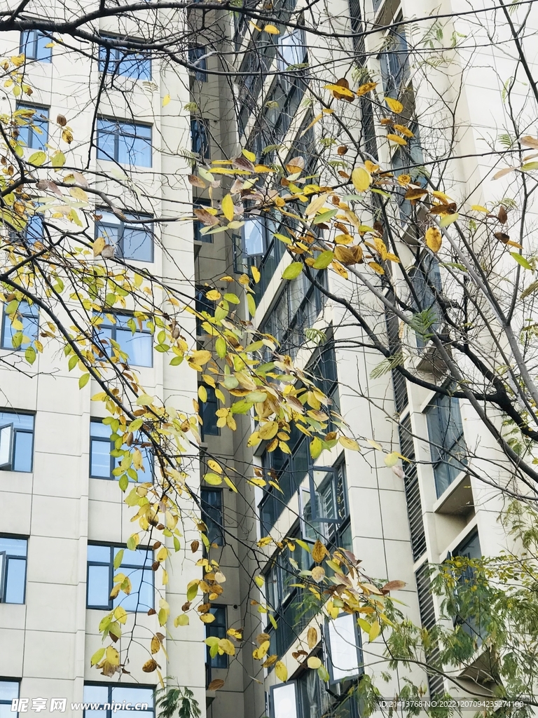树木树影树林
