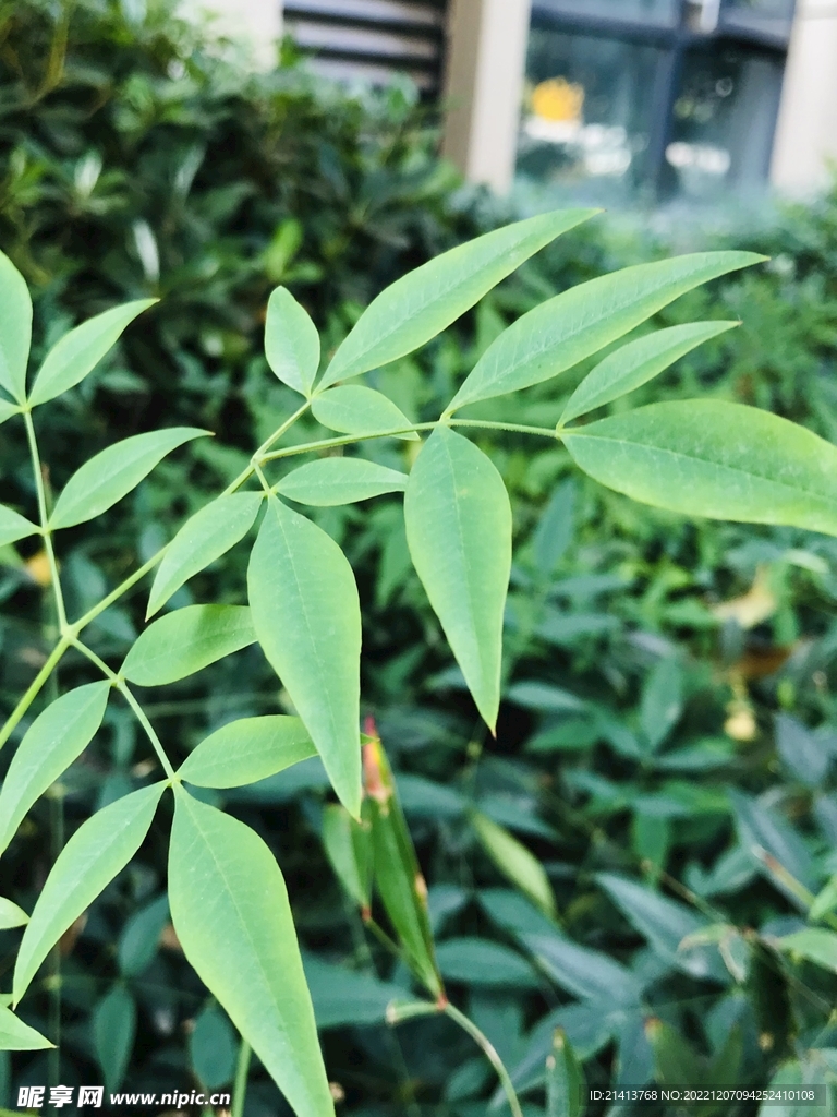 清新绿植多肉 