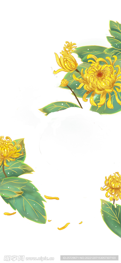 菊花