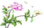花鸟国画