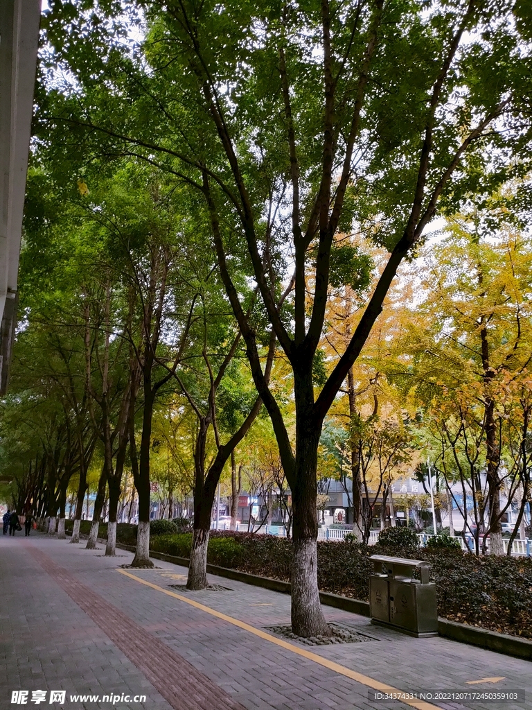 树间